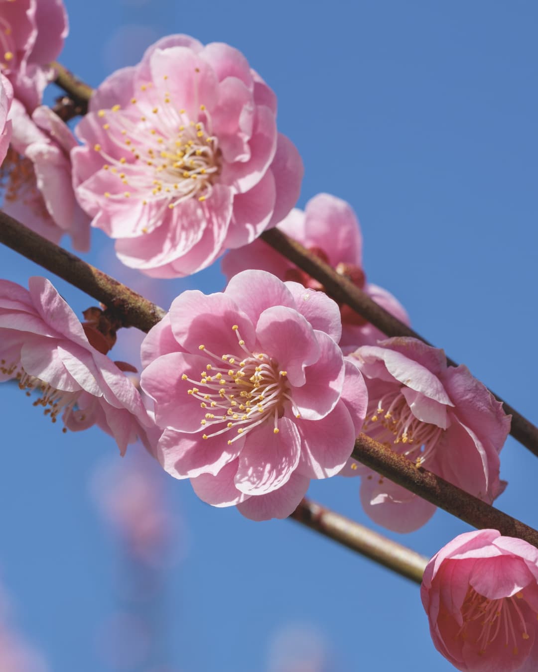 立春から楽しむ「梅の花見」ガイド【全国の梅名所と花言葉】 – Oak