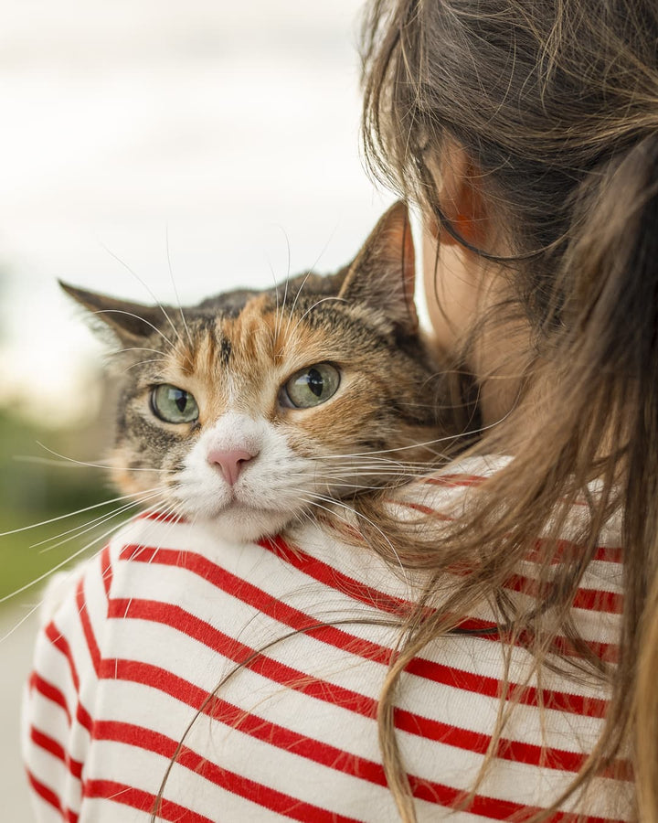【動物がくれる癒しの力】心がゆるむ理由と取り入れ方について